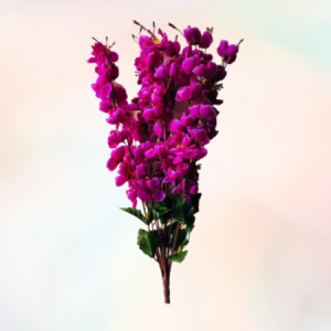 Orchids